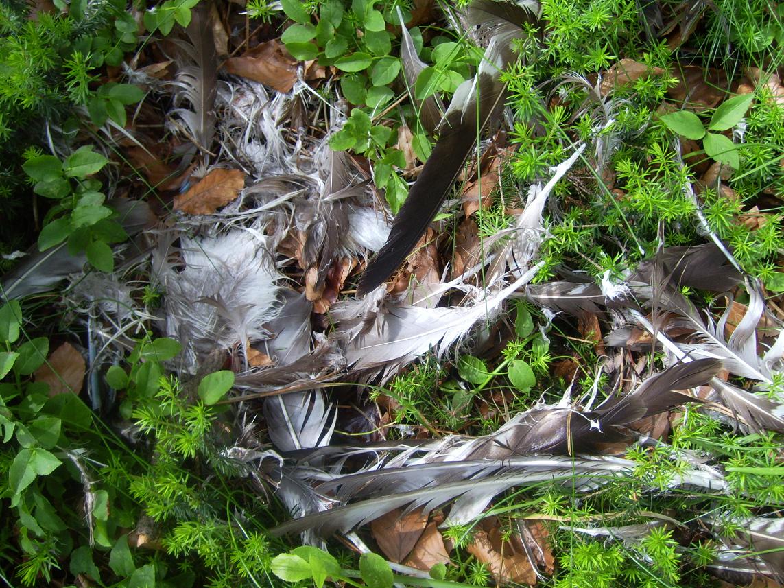 Strana predazione su Poiana (Buteo buteo)
